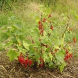 Rezidba ribizle u jesen